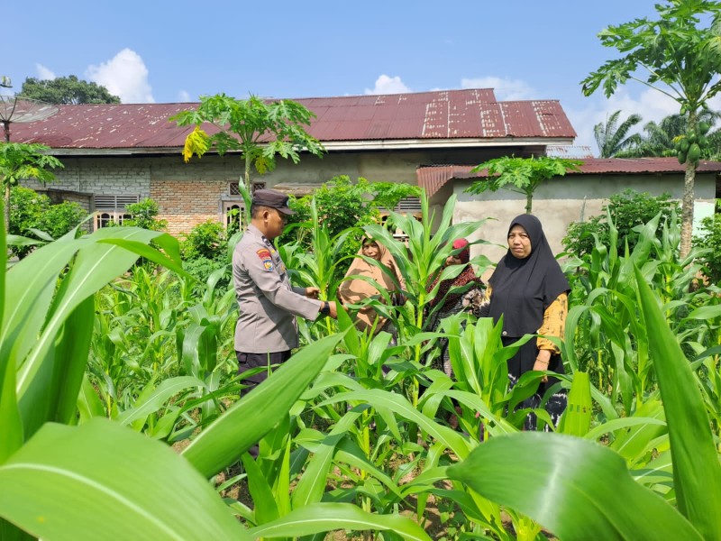 Bhabinkamtibmas Desa Empat Balai dan Desa Pulau Jambu Aktif Dampingi Petani Jagung demi Ketahanan Pangan