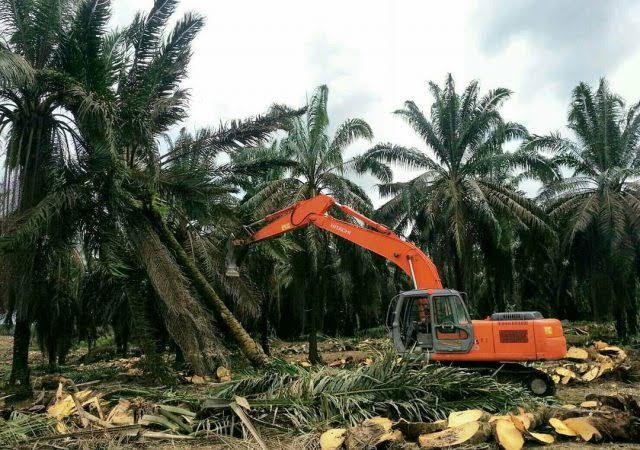 27 Ribu Hektare Kebun Kelapa di Riau Siap Diremajakan Tahun Depan