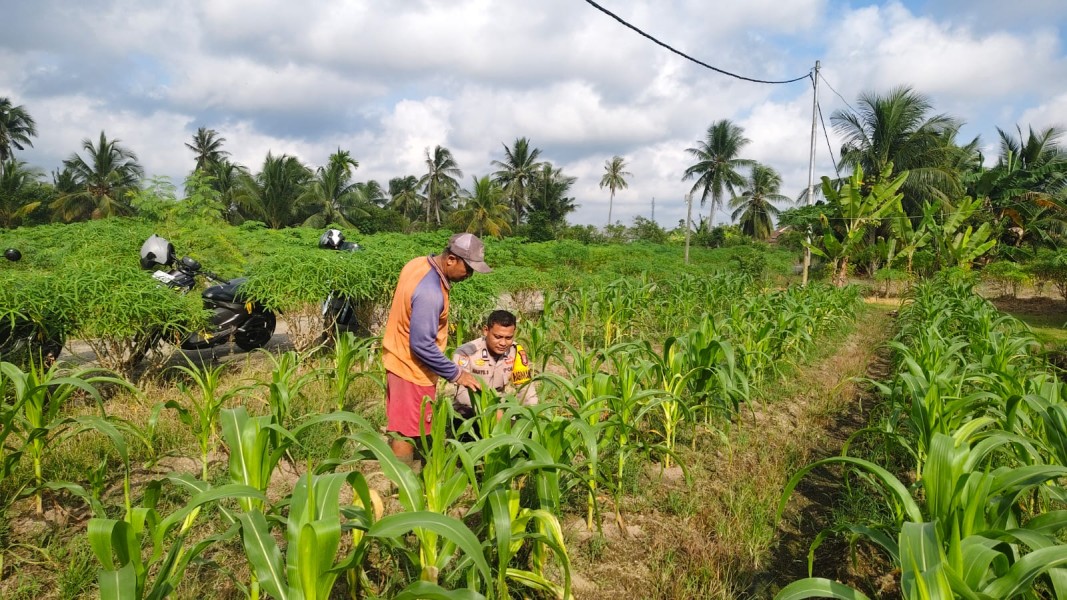 POLSEK TEBING TINGGI BARAT LAKUKAN PEMBINAAN PETANI DESA PADANG KAMAL