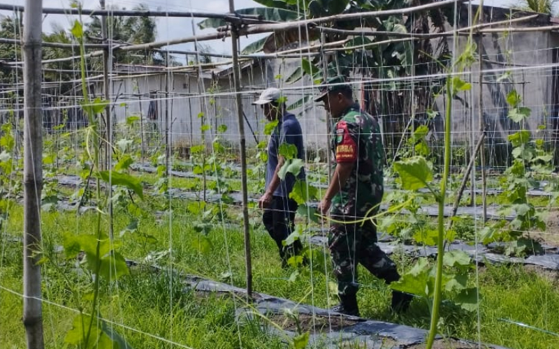 Babinsa Turun ke Kebun, Warga Lubuk Gaung Dapat Arahan Perawatan Tanaman Gambas