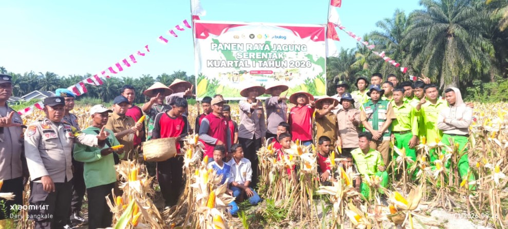 Poktan Lestari Sukses Gelar Panen Raya Jagung Pipil di Sungai Sembilan, Dukung Ketahanan Pangan