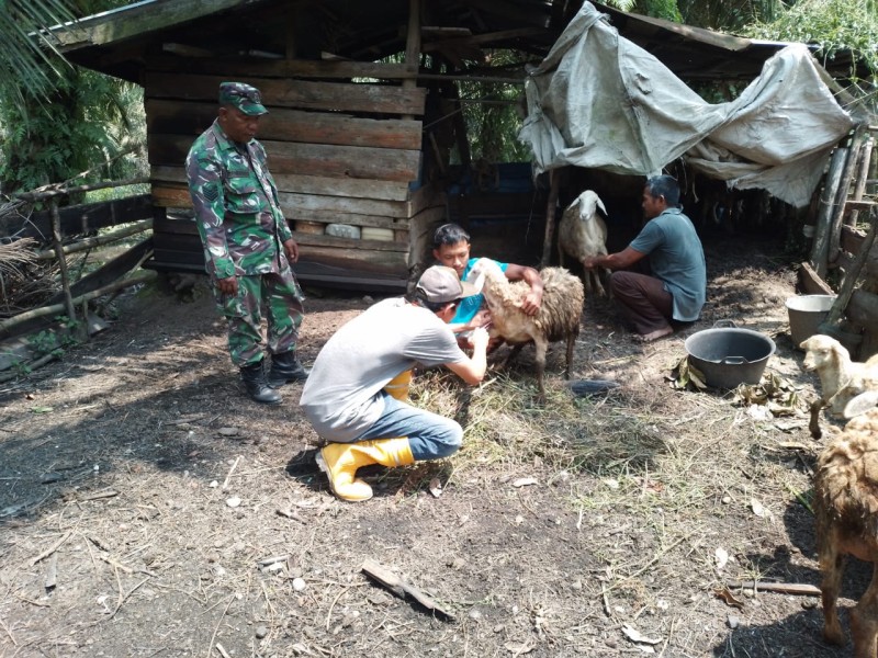 Babinsa Pelda Benriyadi Dampingi Sosialisasi dan Monitoring PMK di Kampung Lubuk Umbut