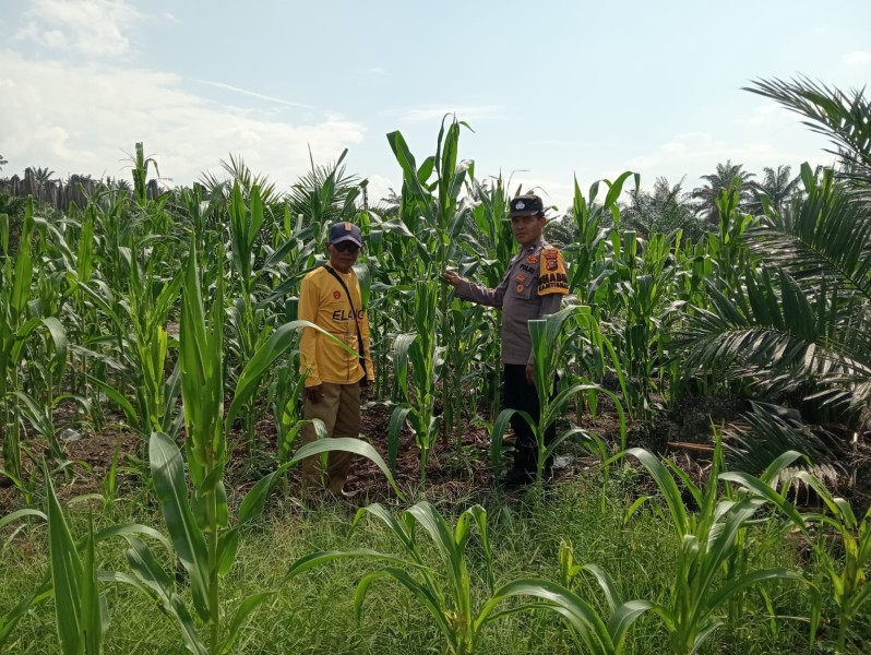 Polsek Ukui  Monitoring Jagung Pipil 2 Ha, untuk merpjuat Ketahanan Pangan