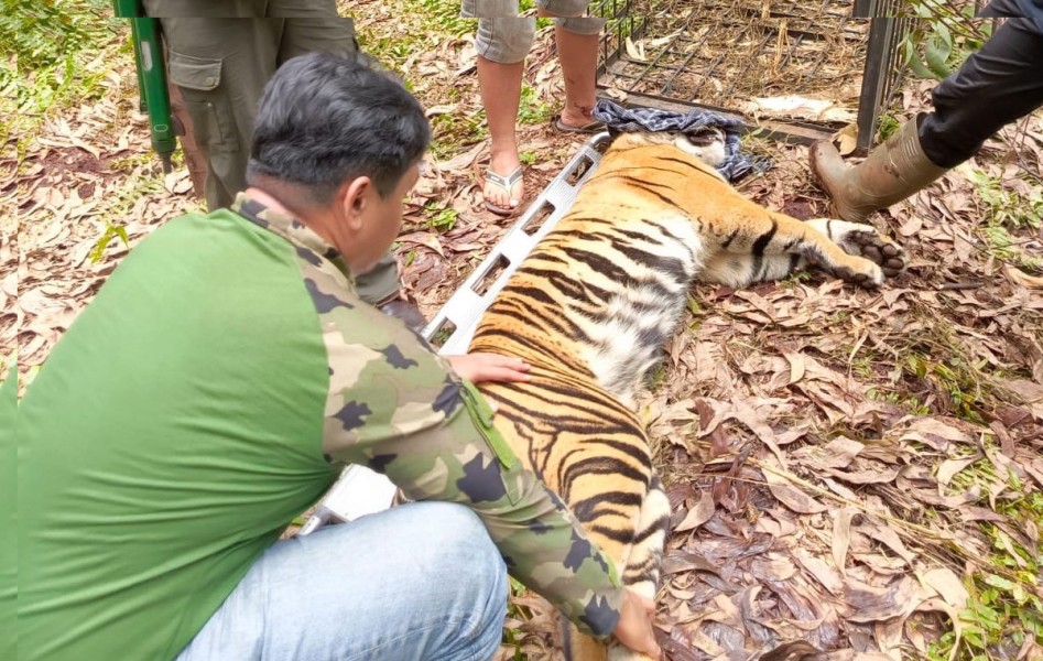 Harimau Sumatera Serang Pekerja di Pelalawan, BBKSDA Riau Lakukan Mitigasi