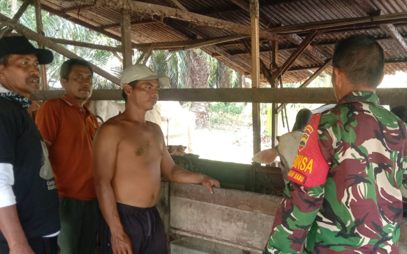 Babinsa dan Warga Bersinergi Cegah PMK, Ternak di Basilam Baru dalam Kondisi Sehat