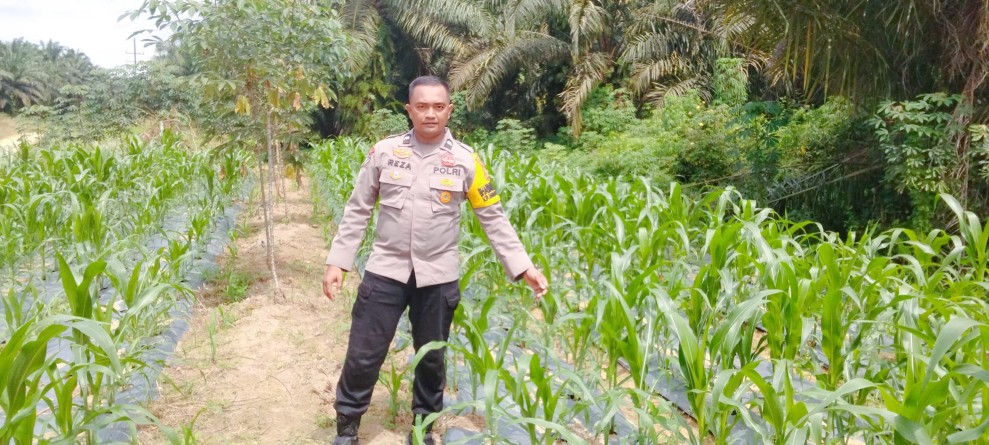 Tanaman Jagung Pipil Tumbuh Baik di Minas Timur, Polsek Minas Lakukan Pengecekan Berkala