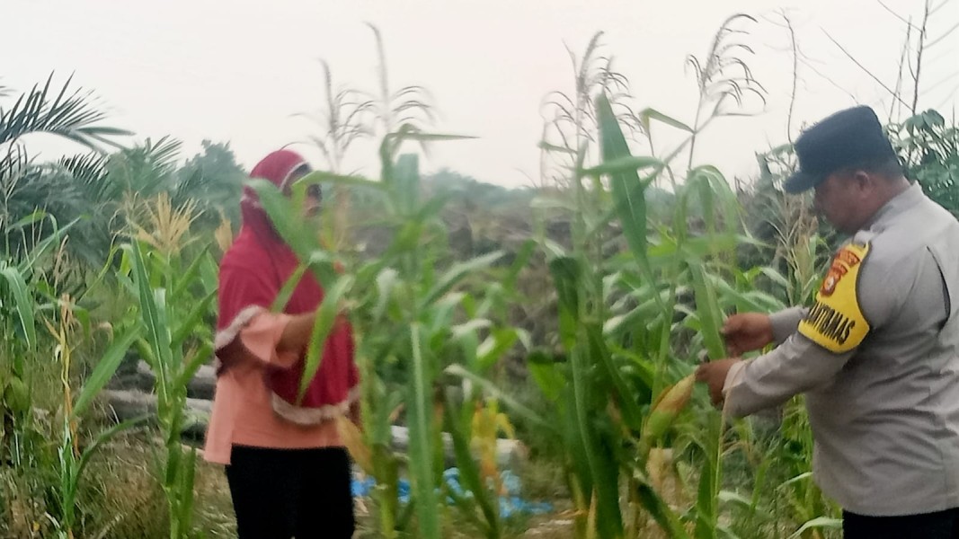 Polsek Minas Cek Perkembangan Jagung Pipil Usia 75 Hari, Hama Monyet Jadi Kendala