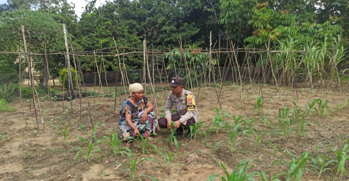 Bhabinkamtibmas Polsek Langgam Monitoring Tanaman Jagung Manis Pekarangan di Desa Penarikan Dukung Asta Cita Ketahanan Pangan