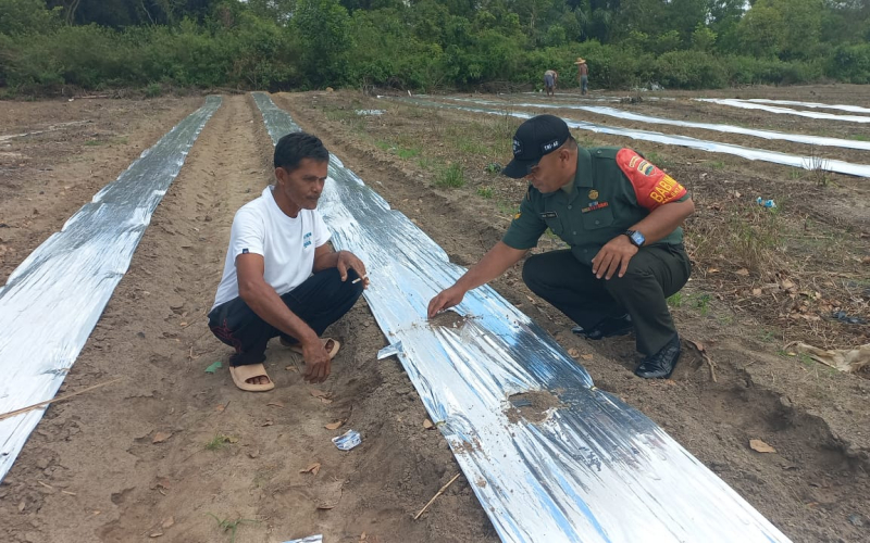 Babinsa Bukit Nenas Koramil 02 Karya Nyata Tanaman Semangka
