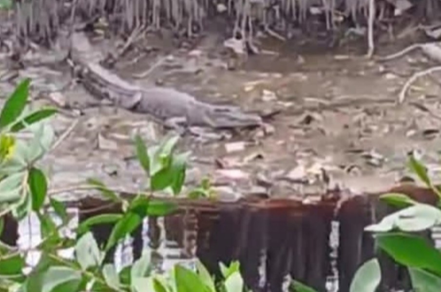Buaya Sering Menampakkan Diri, Warga Bantaran Sungai Dumai Diminta Waspada