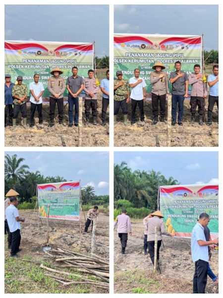 Polsek Kerumutan Turun ke Lahan, Tanam Jagung Bersama Warga Demi Ketahanan Pangan Nasional