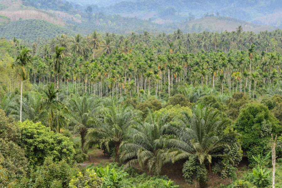 Implementasi B50 Bisa Picu Kenaikan Harga CPO, Ini Kata Gapki