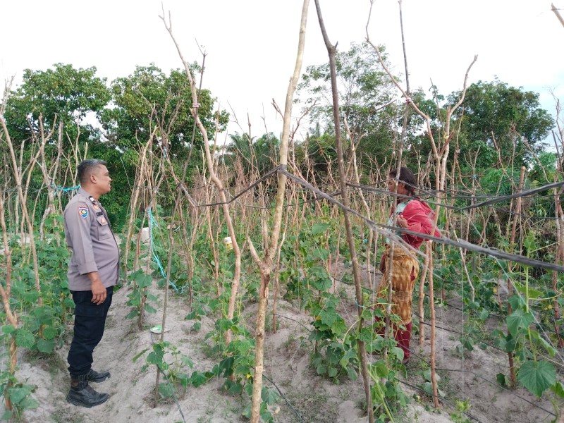 Dukung Ketahanan Pangan Nasional, Bhabinkamtibmas Polsek Pasir Penyu Tinjau Lahan Kacang Panjang di Desa Candirejo