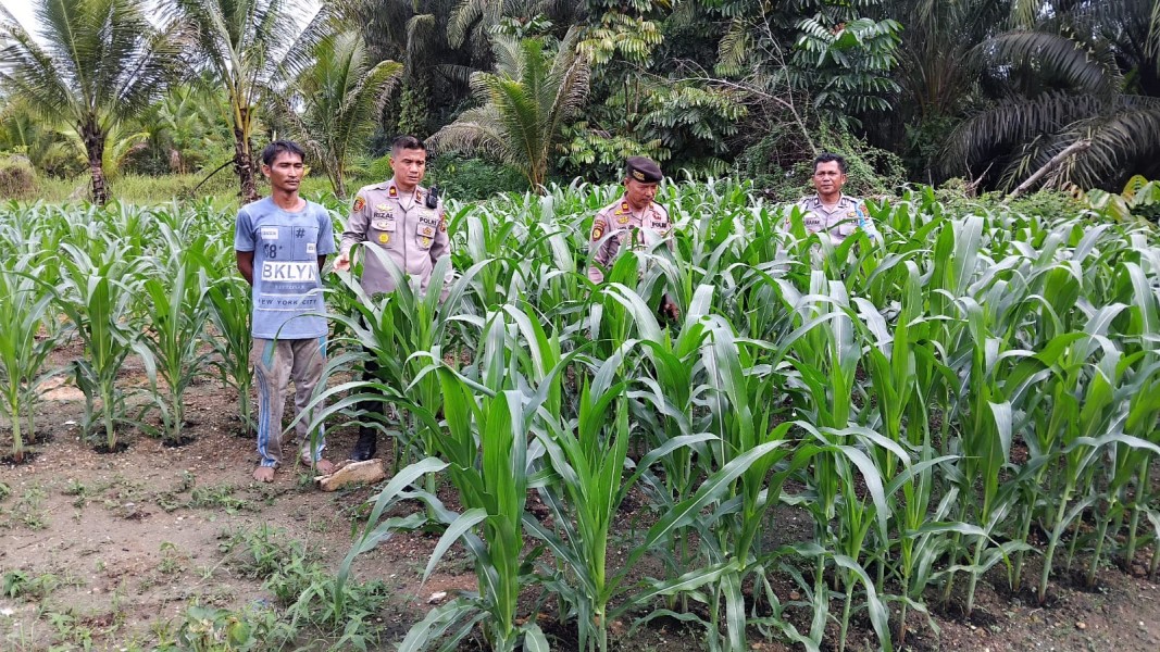Kapolsek Minas Tinjau Langsung Tanaman Jagung Dukung Ketahanan Pangan Nasional