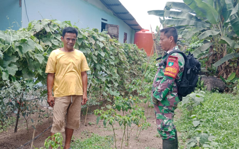 Dukung Swasembada Pangan, Babinsa Koramil 03 Aktif Dampingi Petani