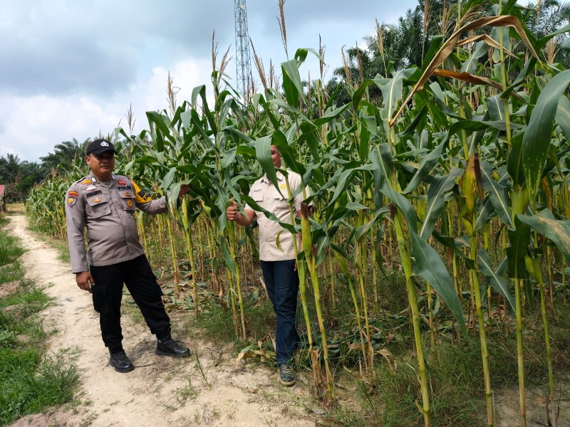 1 Hektare Jagung Pipil Kelompok Cinta Tani Bukit Gajah Ukui Dukung Ketahanan Pangan Ukui