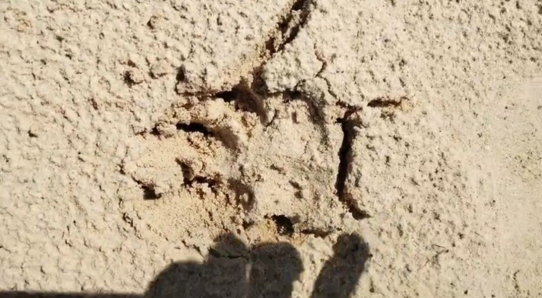 Warga Minas Barat Kembali Resah, Tapak Kaki Besar Diduga Harimau Ditemukan di Kebun Sawit Milik Warga