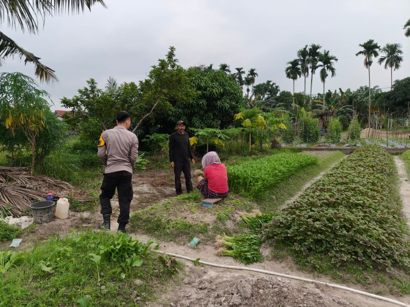 Bhabinkamtibmas Tanah Merah Cek Lahan Kangkung dan Bayam Warga, Dukung Program Ketahanan Pangan Nasional