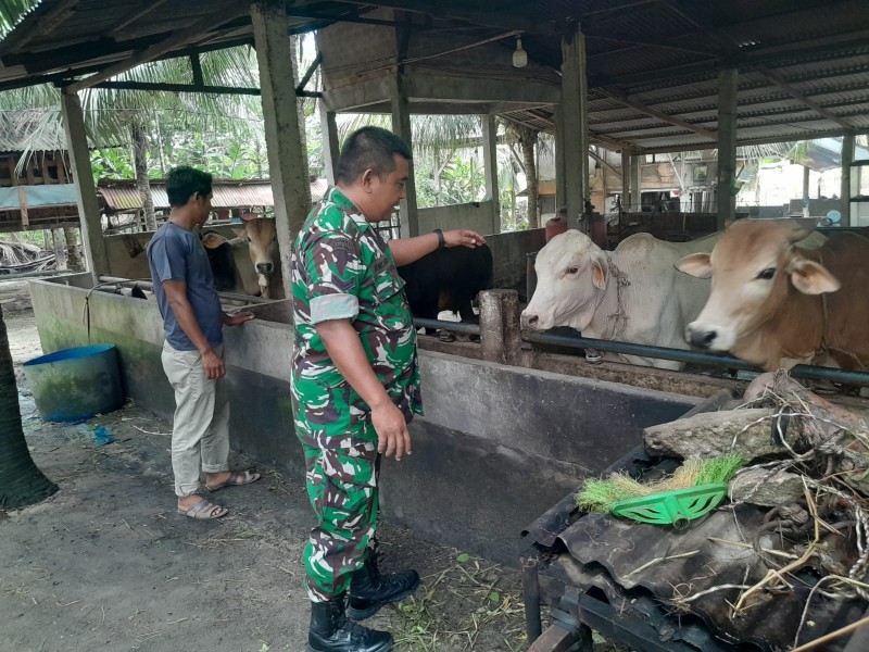 Babinsa Sertu Venus Luberto Lakukan Surveilance PMK di Perawang Barat