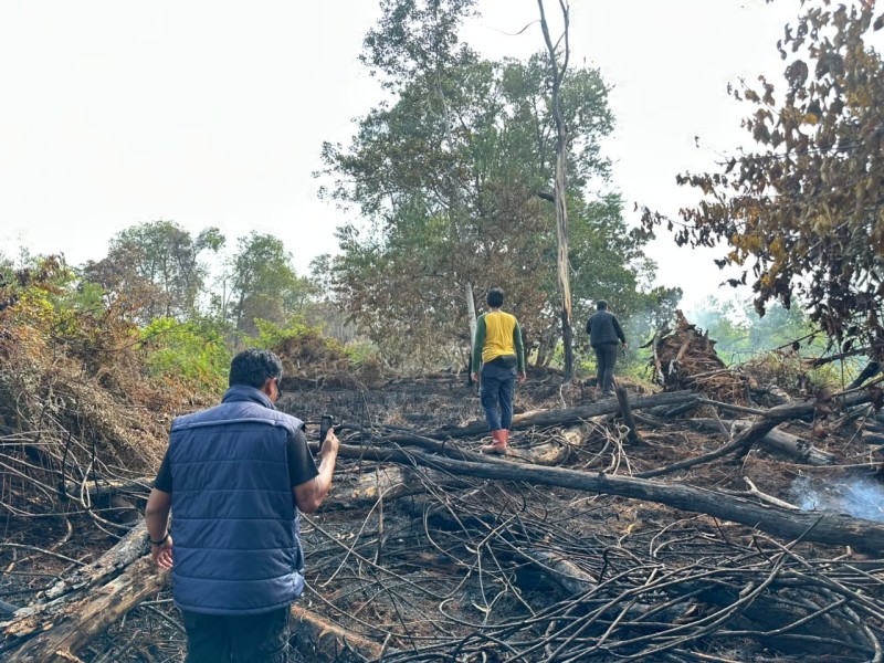 Buka Kebun Sawit dengan Cara Dibakar, Pria di Pelalawan Ditangkap Polisi