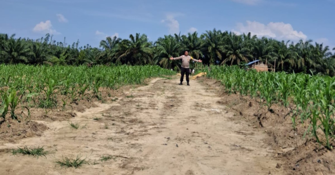 Polsek Minas Cek Perkembangan Tanaman Jagung Program Ketahanan Pangan, Usia Tanam Capai 24 Hari
