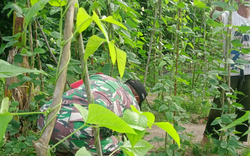 Babinsa Bagan Besar Dampingi Petani Rawat Tanaman Kacang Panjang