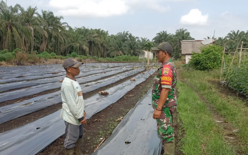 Babinsa Basilam Baru Giat Pendamping Terhadap Petani