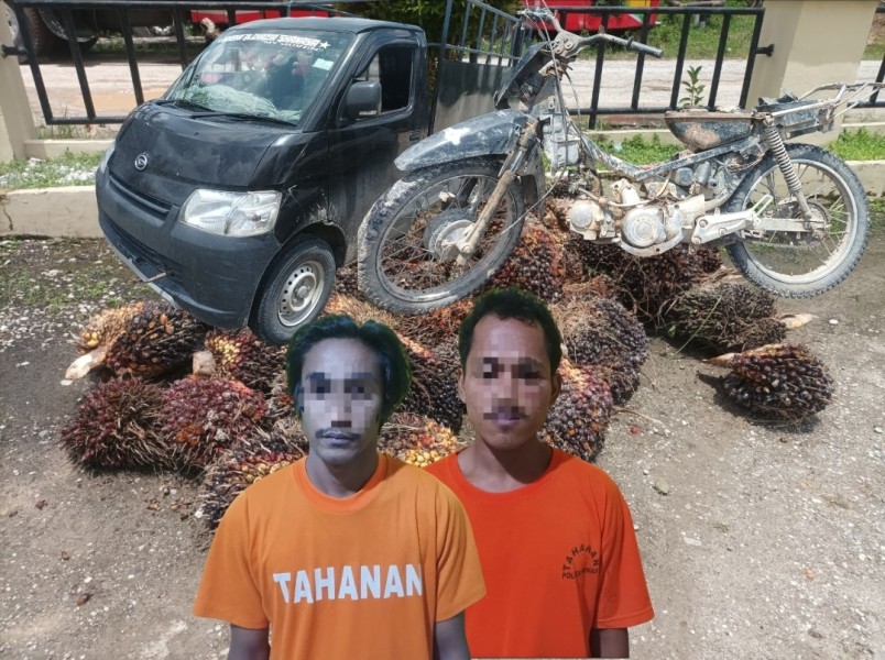Polsek Minas Ungkap Pencurian 42 Tandan Sawit, Dua Pelaku Diamankan