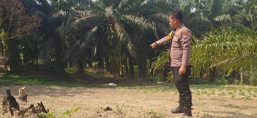 Polsek Minas Dorong Ketahanan Pangan Nasional, Lahan Jagung ½ Hektare Disiapkan untuk Kuartal Kedua