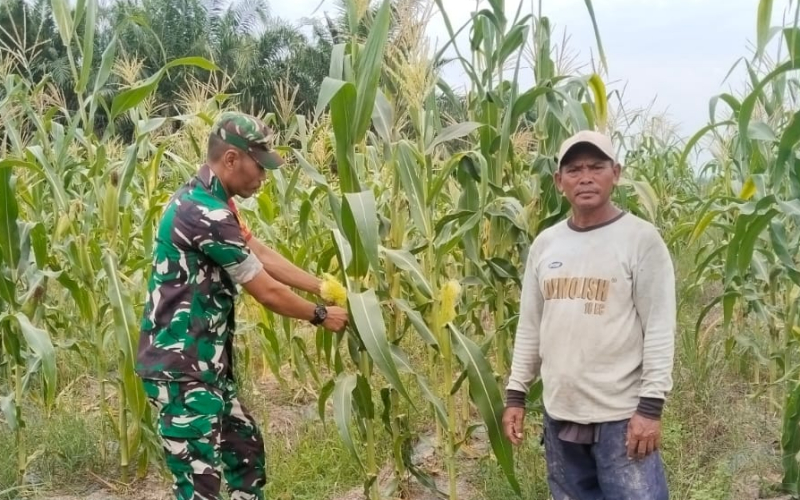 Serda Erwan Dampingi Petani Sungai Sembilan Tingkatkan Produktivitas Tanaman Jagung