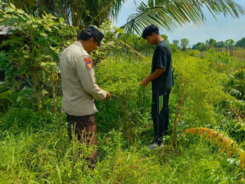 Bhabinkamtibmas Sungai Nyiur Kawal Program Hortikultura Cabai Rawit