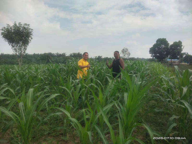 Bhabin Lubuk Ogung Kawal Jagung Pipil Usia 32 Hari, Dukung Ketahanan Pangan8 Lewat BUMDes Ogung Mandiri