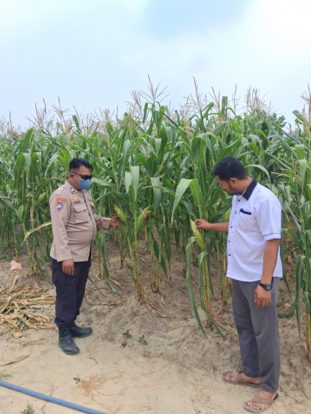 Bhabinkamtibmas Polsek Minas Pastikan Jagung Pipil Usia 73 Hari di Rantau Bertuah Tumbuh Subur Meski Dalam Kondisi Cuaca Ekstrem