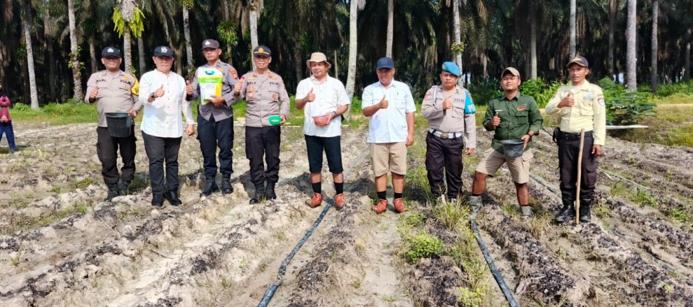 Polsek Bunut Tanam Jagung Hibrida 2 Ha di Sialang Kayu Batu: Dorong Swasembada Pangan di Bunut