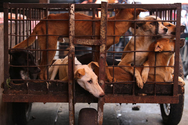 DMFI Dorong Pemprov Riau dan Pemko Terbitkan Edaran Larangan Perdagangan Daging Anjing