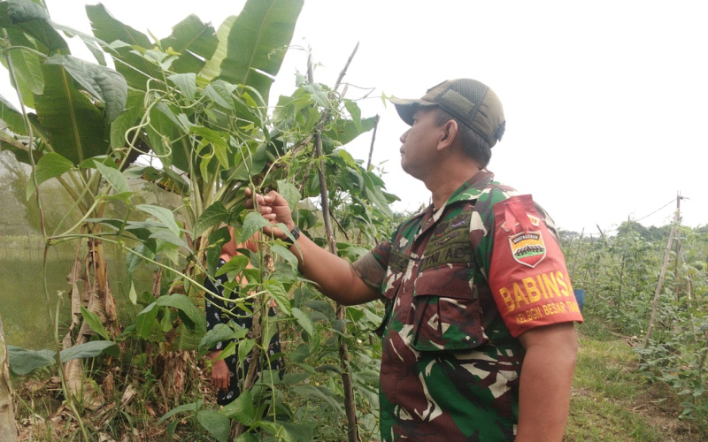 Babinsa Koramil 02 Karya Nyata Tanaman Kacang Panjang