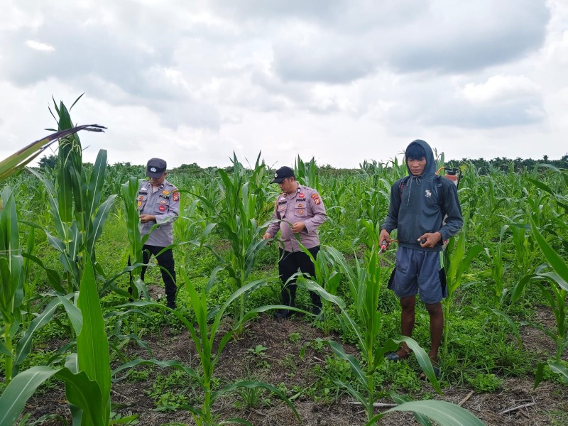 15 Hektare Jagung Pipil Poktan Senang Jaya Kuala Kampar Tumbuh Baik, Polsek Kawal Ketahanan Pangan