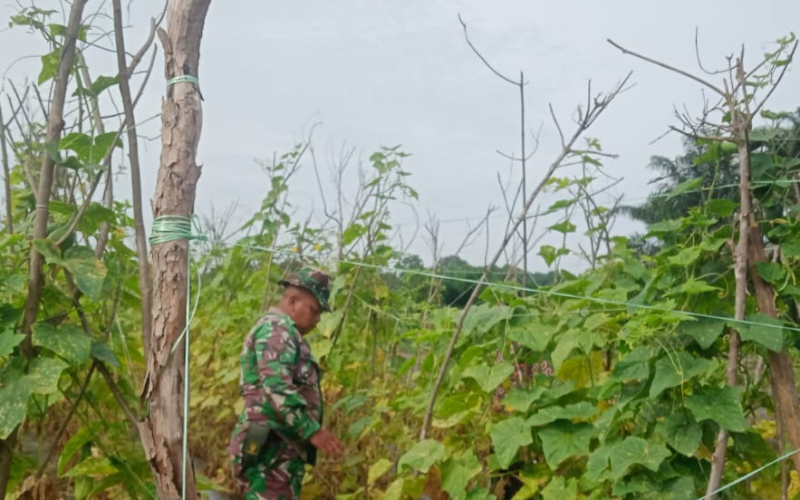 Babinsa Bagan Besar Dampingi Petani Panen Mentimun, Wujud Nyata Dukung Ketahanan Pangan