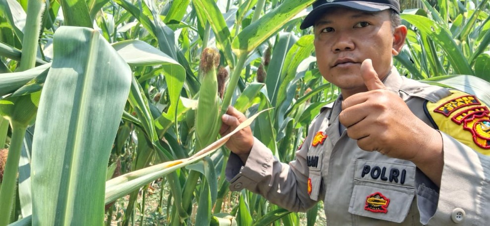 Polsek Minas Cek Perkembangan Jagung Program Ketahanan Pangan Kuartal II di Kel. Minas Jaya