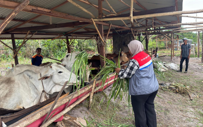 Kilang Pertamina Dumai Perkuat Ketahanan Pangan dan Pemberdayaan Petani Lokal di Dumai