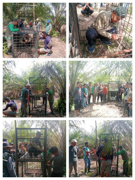 BBKSDA Riau Gerak Cepat Tangani Konflik Beruang Madu di Pelalawan, Keselamatan Warga Jadi Prioritas