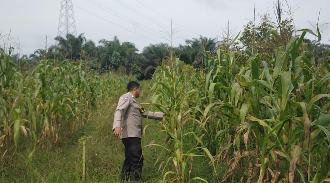 Bhabinkamtibmas Polsek Koto Gasib Monitoring Lahan Jagung Pipil, Dukung Ketahanan Pangan Nasional