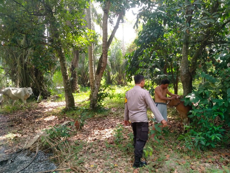 Bhabinkamtibmas Polsek Pasir Penyu Tinjau Peternakan Sapi dan Pemanfaatan Pekarangan Warga untuk Dukung Ketahanan Pangan
