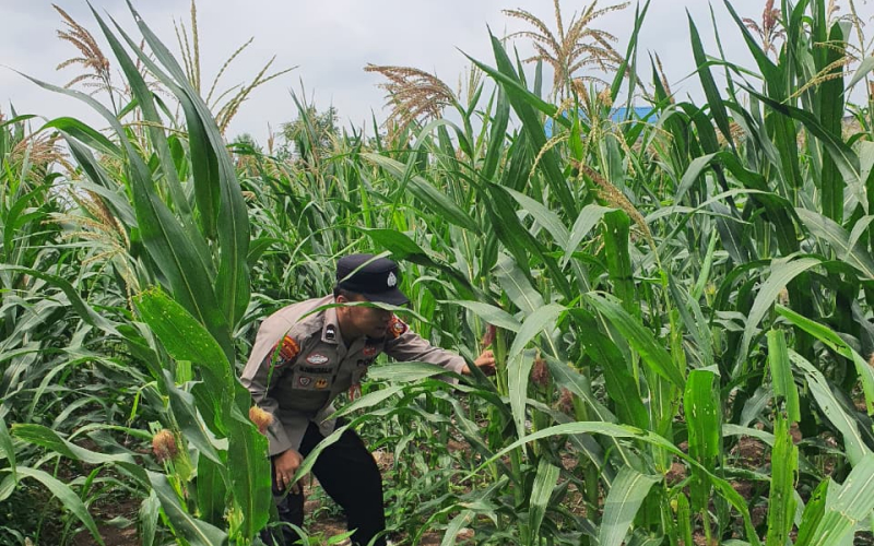 Kapolsek Hardianto Pastikan Pendampingan Petani Berlanjut, Jagung Tumbuh Optimal di Lahan Pertamina