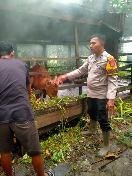 Polsek Pasir Penyu Dukung Program Ketahanan Pangan Nasional Melalui Peternakan Sapi di Desa Pasir Bongkal