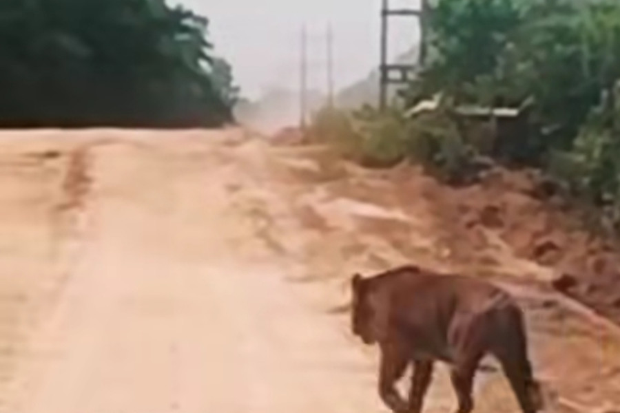 Gawat! Harimau Besar Melintas di Jalan Zamrud Siak, BBKSDA Riau Turunkan Tim