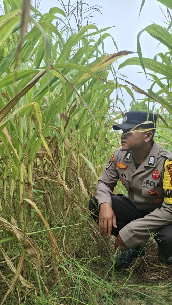 Program Ketahanan Pangan Nasional: Polsek Minas Lakukan Pengecekan Perkembangan Jagung Pipil di Kelompok Tani Sejati Usia 75 Hari