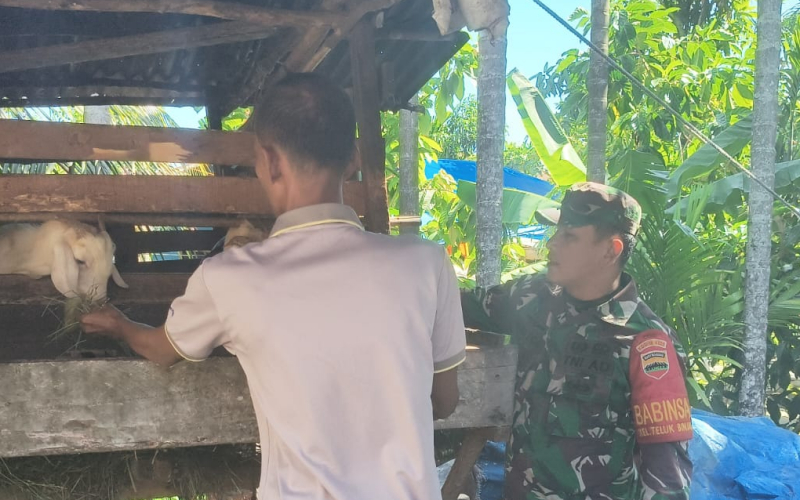 Cegah PMK, Babinsa Koramil 01 Dumai Lakukan Pemantauan Ternak Warga