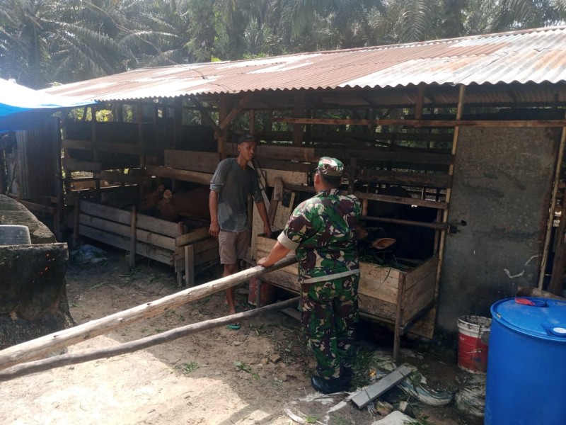 Serma D. Sihombing Dampingi Sosialisasi dan Monitoring PMK di Muara Bungkal