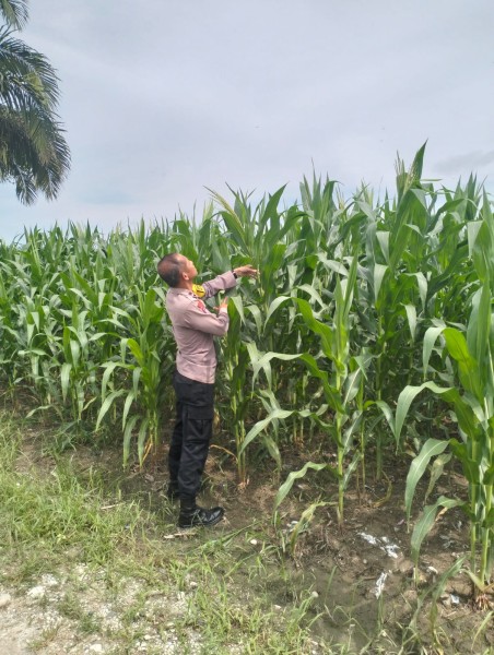 Jagung Hibrida  Tumbuh Subur Polsek Pkl Kerinci dukung penuh Ketahanan pangan